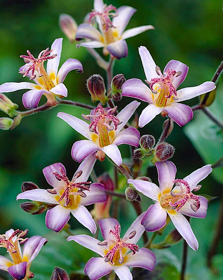 Tricyrtis hirta 'Taiwan Adbane' – The Lily Pad Bulb Farm