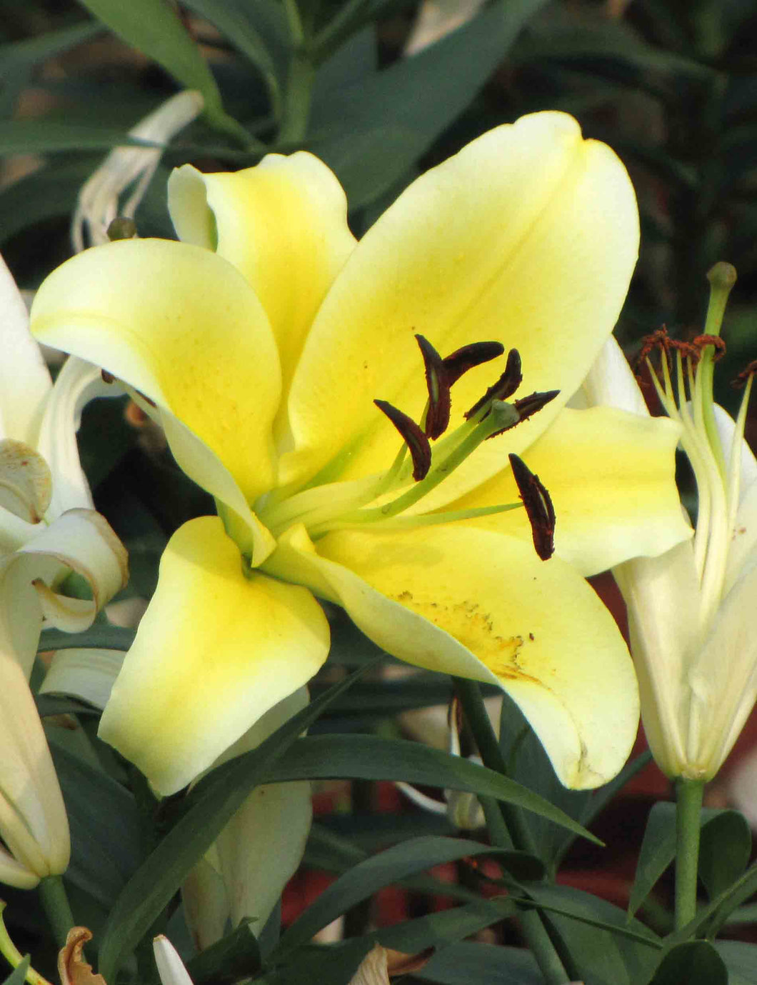 Yelloween Orienpet Hybrid Lily