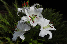 Load image into Gallery viewer, Casa Blanca Oriental Lily