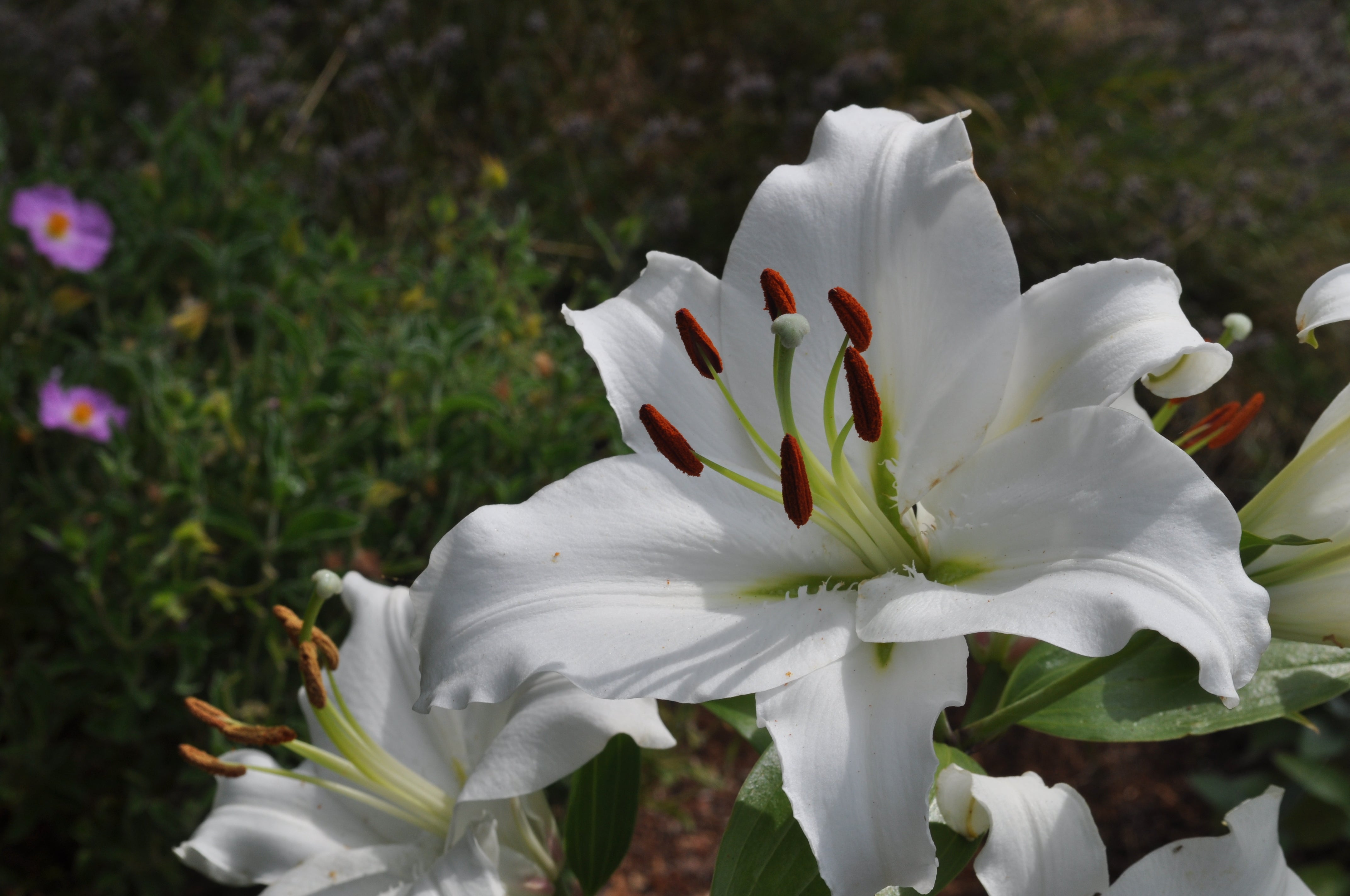 lily white appendix Casa Blanca Oriental Lily