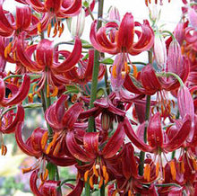 Load image into Gallery viewer, Claude Shride Martagon Lily