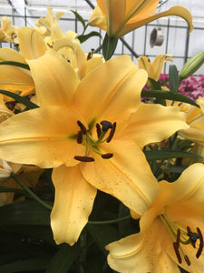 Corcovado Orienpet Hybrid Lily