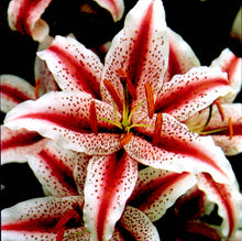 Load image into Gallery viewer, Dizzy Oriental Lily