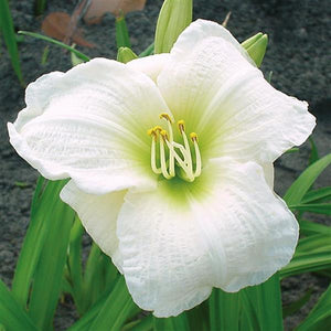 Gentle Shepherd Daylily