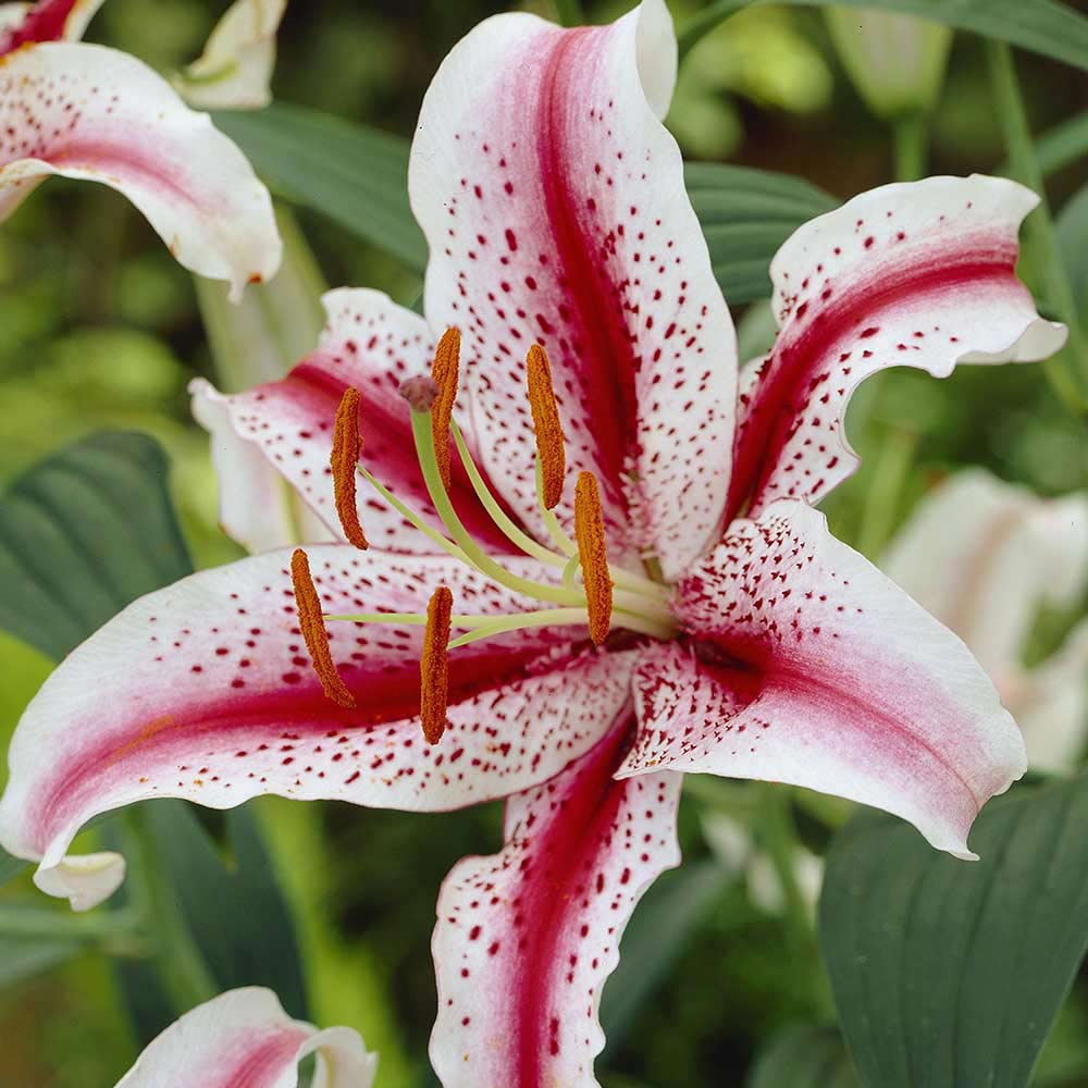 Dizzy Oriental Lily