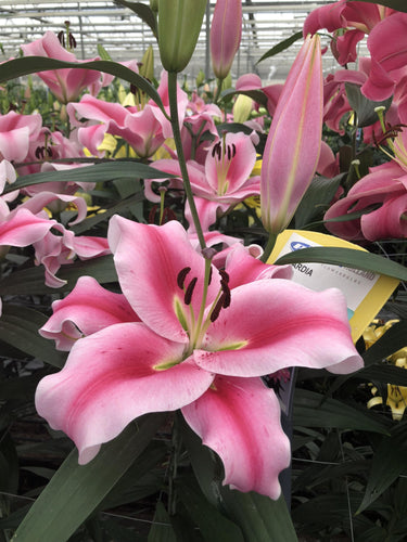 Frontera Orienpet Hybrid Lily