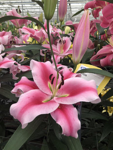 Frontera Orienpet Hybrid Lily
