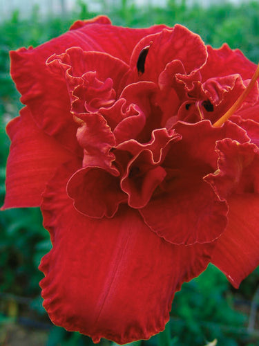 Moses Fire Daylily