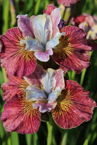 Painted Woman Siberian Iris
