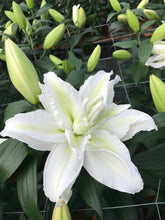 Load image into Gallery viewer, Empress Double Oriental Lily