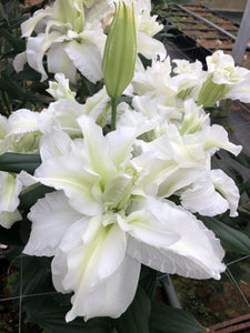 Empress Double Oriental Lily