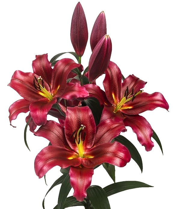Lasting Love Orienpet Hybrid Lily