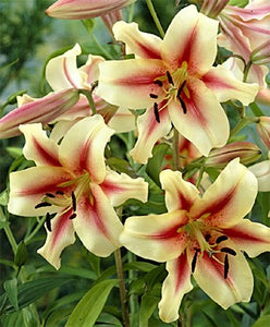 Lavon Orienpet Hybrid Lily