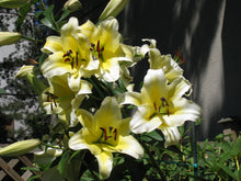 Load image into Gallery viewer, Conca d&#39;Or Orienpet Hybrid Lily