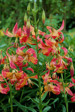 Load image into Gallery viewer, Fusion Species Lily