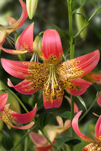 Load image into Gallery viewer, Fusion Species Lily