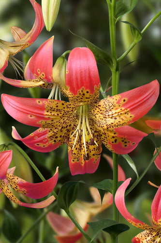 Fusion Species Lily