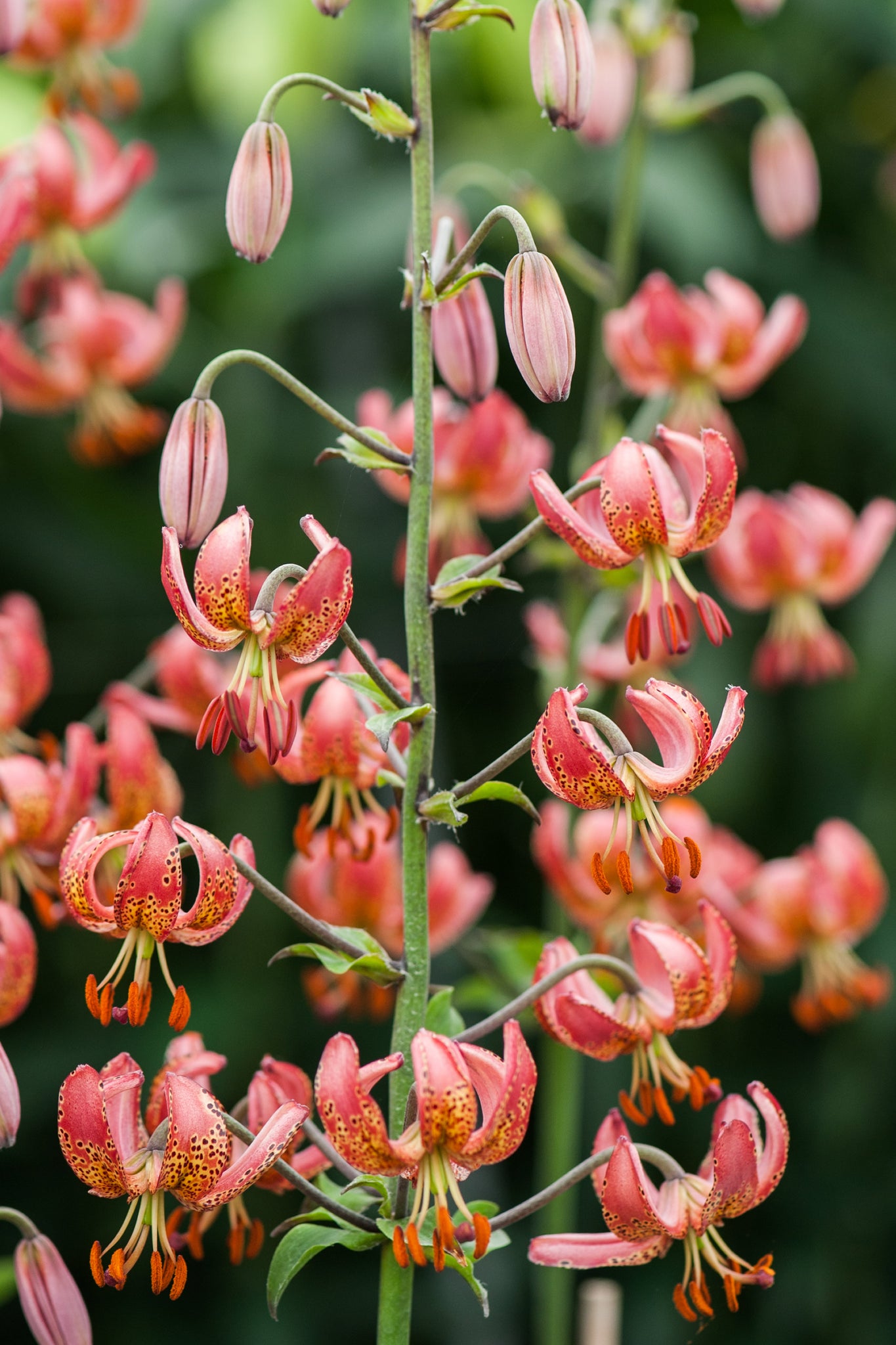 morning lily flower Manitoba Morning Martagon Lily