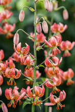 Load image into Gallery viewer, Manitoba Morning Martagon Lily