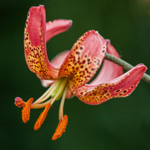 Load image into Gallery viewer, Manitoba Morning Martagon Lily