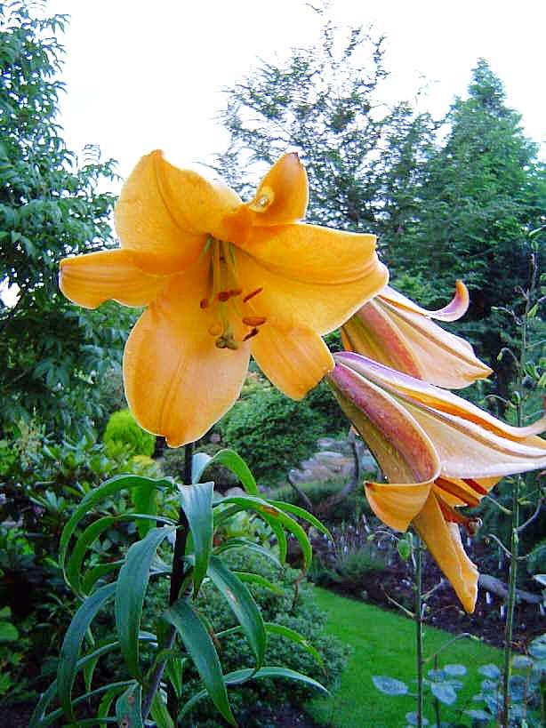 african queen lily flower African Queen Trumpet Lily