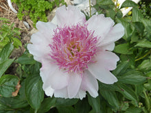 Load image into Gallery viewer, Do Tell Bush Peony