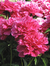 Load image into Gallery viewer, Victoire De La Marne Bush Peony