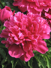 Load image into Gallery viewer, Victoire De La Marne Bush Peony