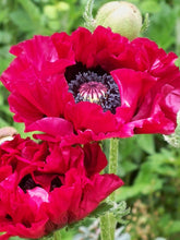 Load image into Gallery viewer, Harlem Poppy