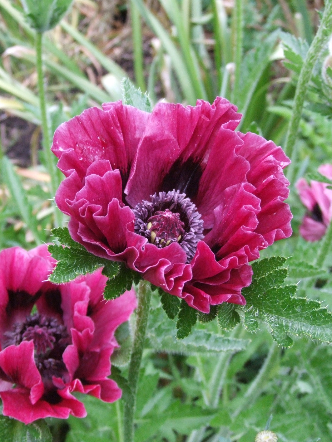 Poppies in a Light Bulb