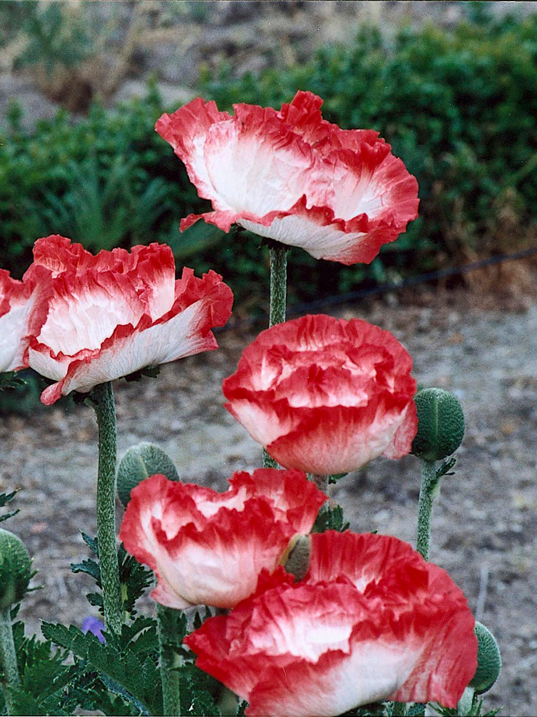 Place Pigalle Poppy