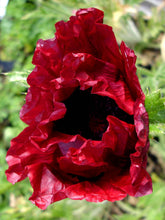 Load image into Gallery viewer, Royal Chocolate Distinction Poppy