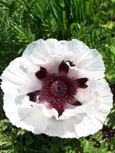Load image into Gallery viewer, Snow Goose Poppy
