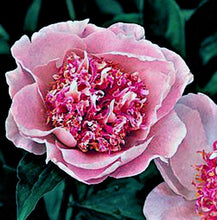 Load image into Gallery viewer, Do Tell Bush Peony
