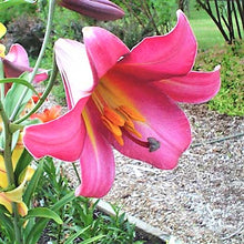 Load image into Gallery viewer, Pink Perfection Trumpet Lily