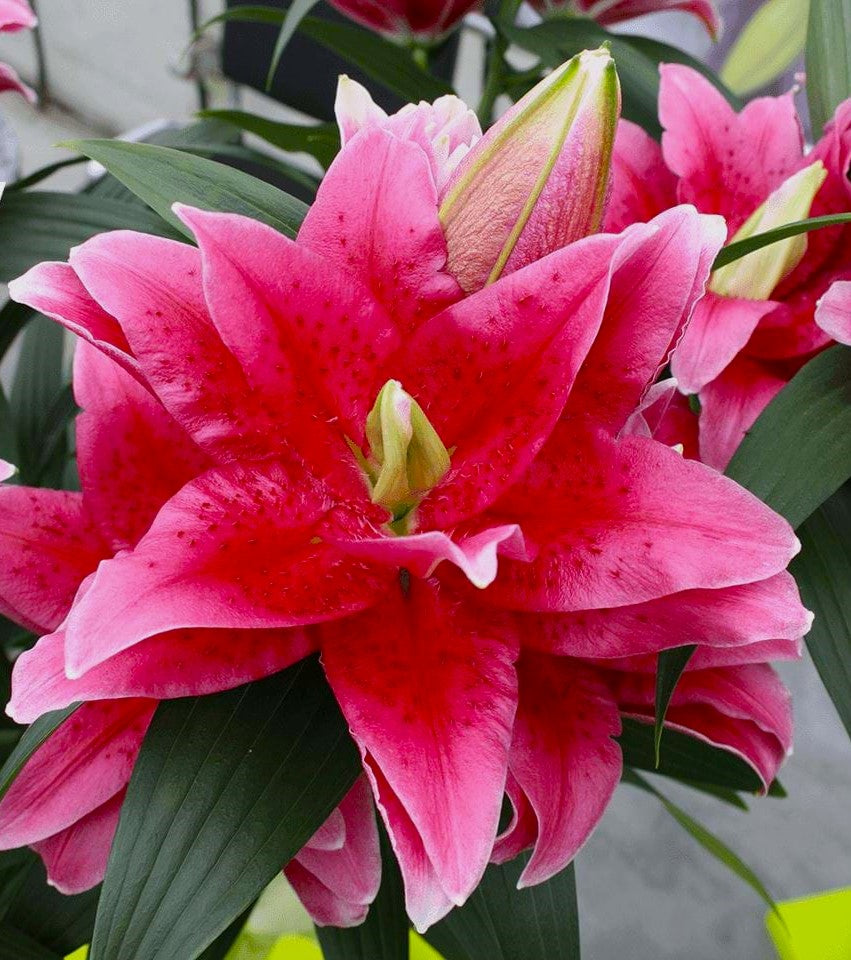 Dalinda Double Oriental Lily