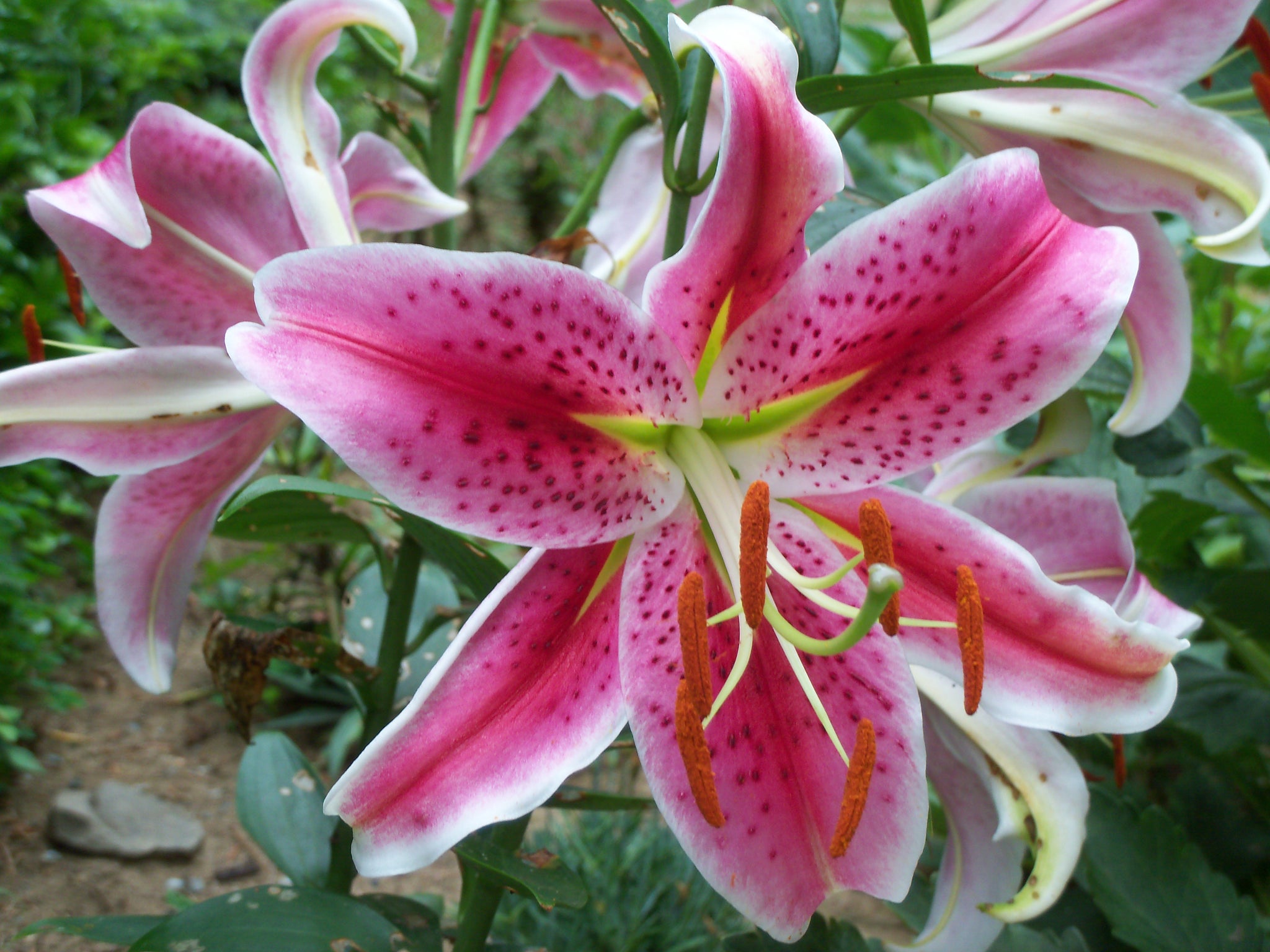 are stargazer lilies asiatic or oriental Stargazer Oriental Lily