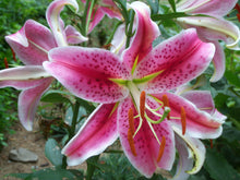 Load image into Gallery viewer, Stargazer Oriental Lily