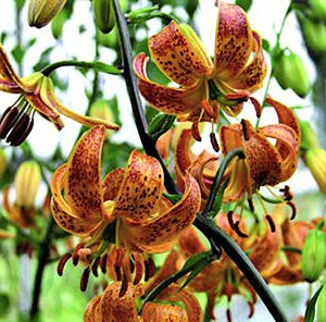 Sunny Morning Martagon Lily