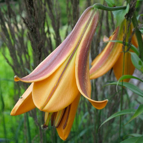 African Queen Trumpet Lily