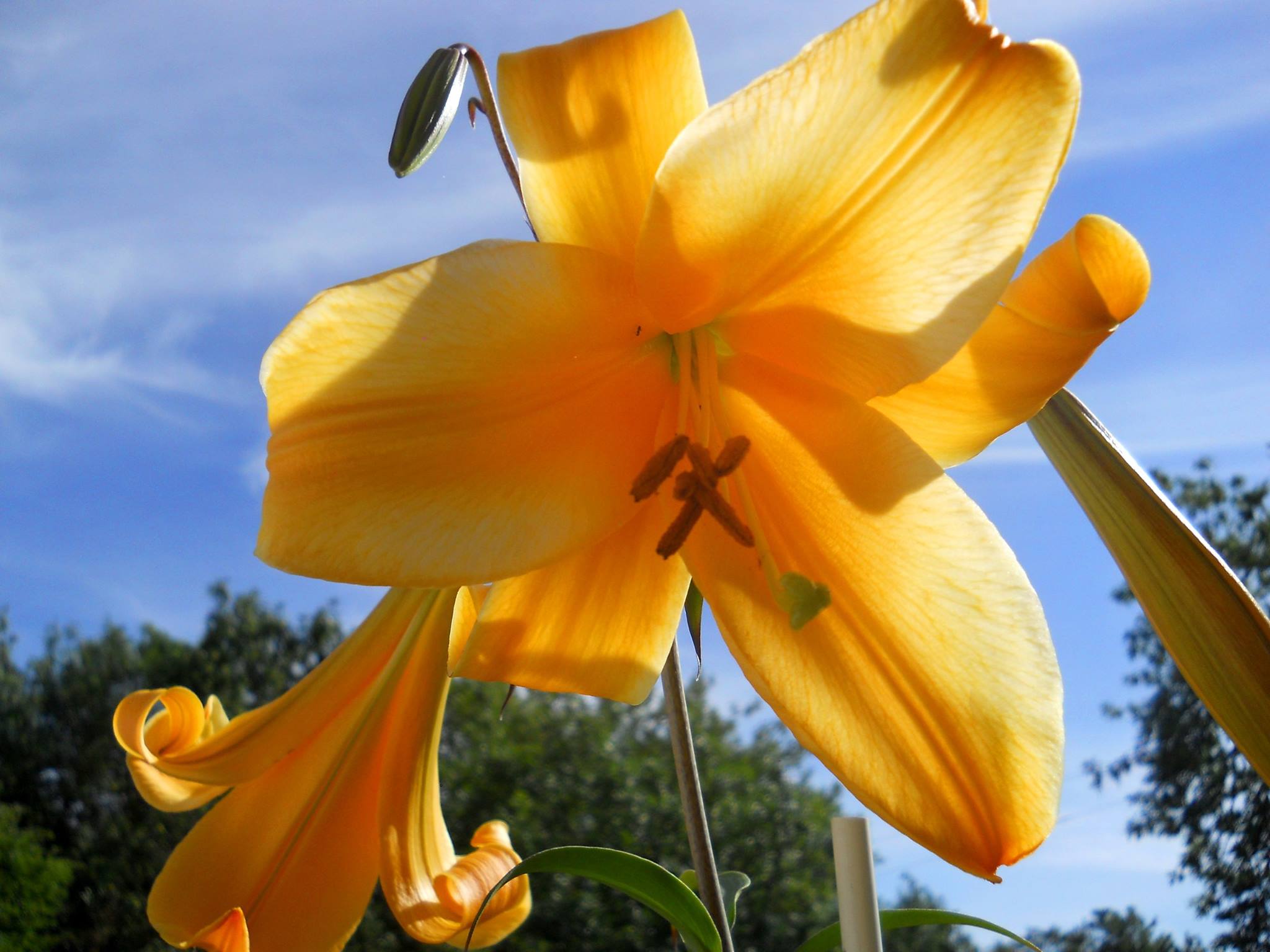 trumpet lily flower African Queen Trumpet Lily