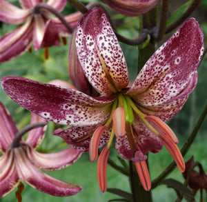 Alberta Morning Martagon Lily