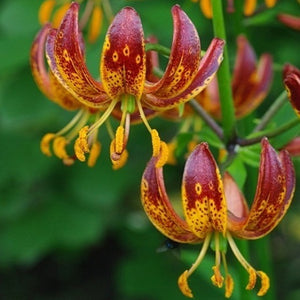 night scented lily flower Arabian Knight Martagon Lily – The Lily Pad Bulb Farm