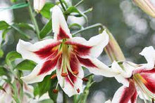 Load image into Gallery viewer, Beverly Dreams Orienpet Hybrid Lily