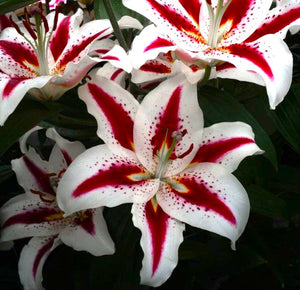 Big Smile Oriental Lily