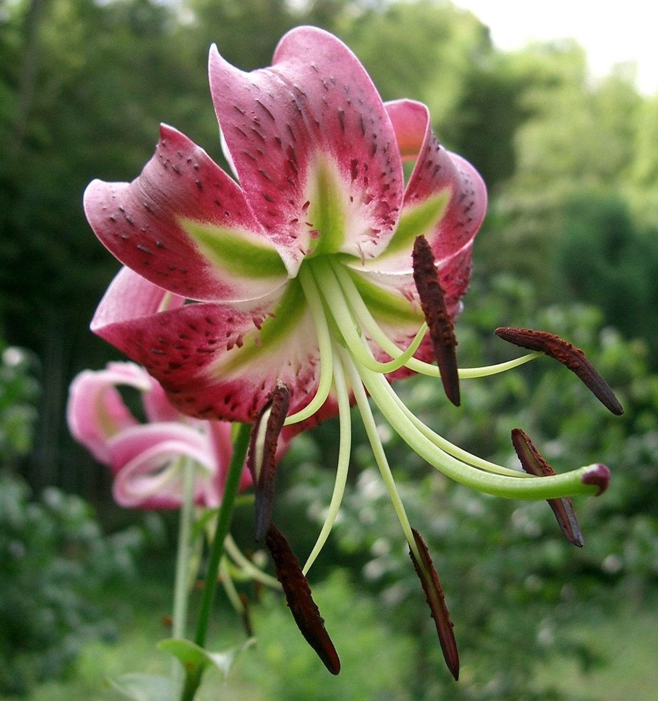 black beauty asiatic lily Black Beauty Orienpet Hybrid Lily