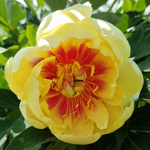 Orange Glow Poppy – The Lily Pad Bulb Farm