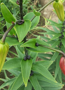 planting tiger lily bulbils Tiger Lily Species Lily