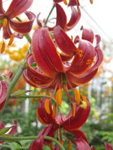 Load image into Gallery viewer, Claude Shride Martagon Lily