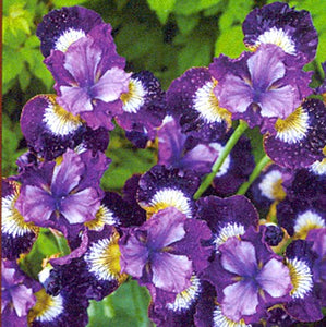 Jewelled Crown Siberian Iris